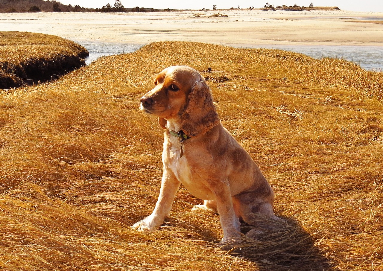 A Guide to the Different Types of Cocker Spaniels